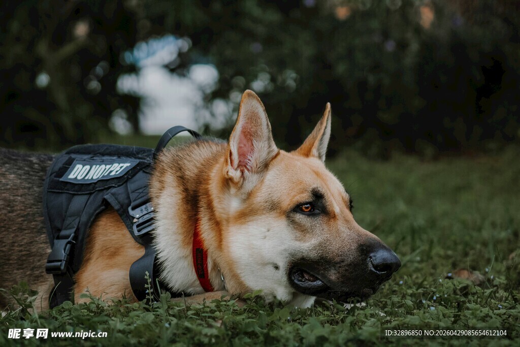 趴着的德国牧羊犬