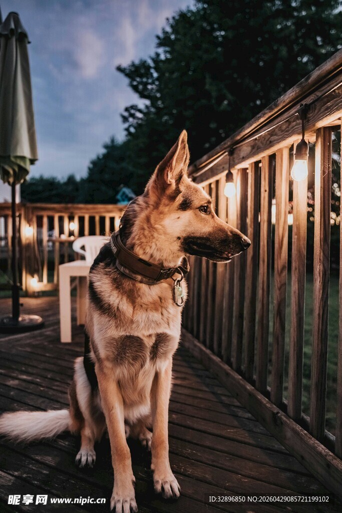 夜晚露台上的德国牧羊犬