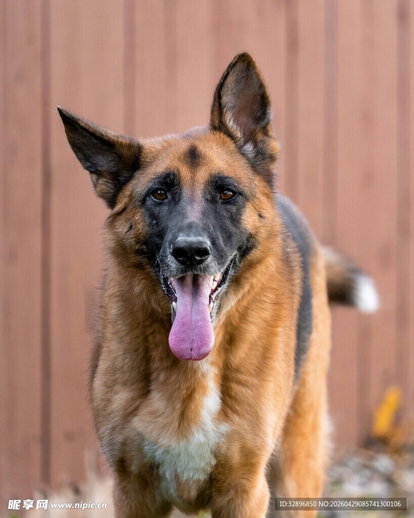 可爱德国牧羊犬吐舌卖萌