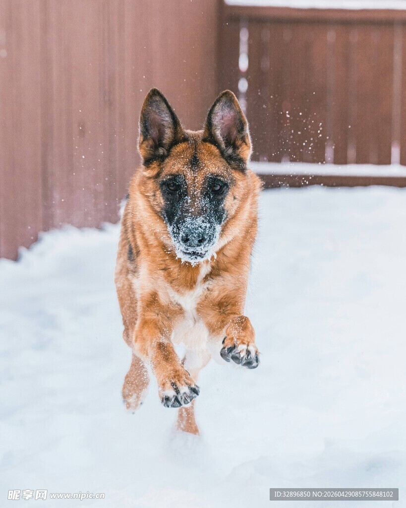 雪地中奔跑的德国牧羊犬