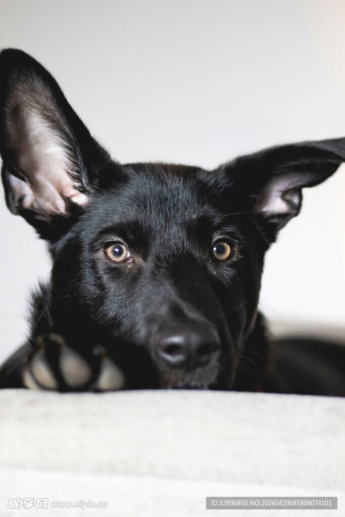 趴着的黑犬好奇望镜头