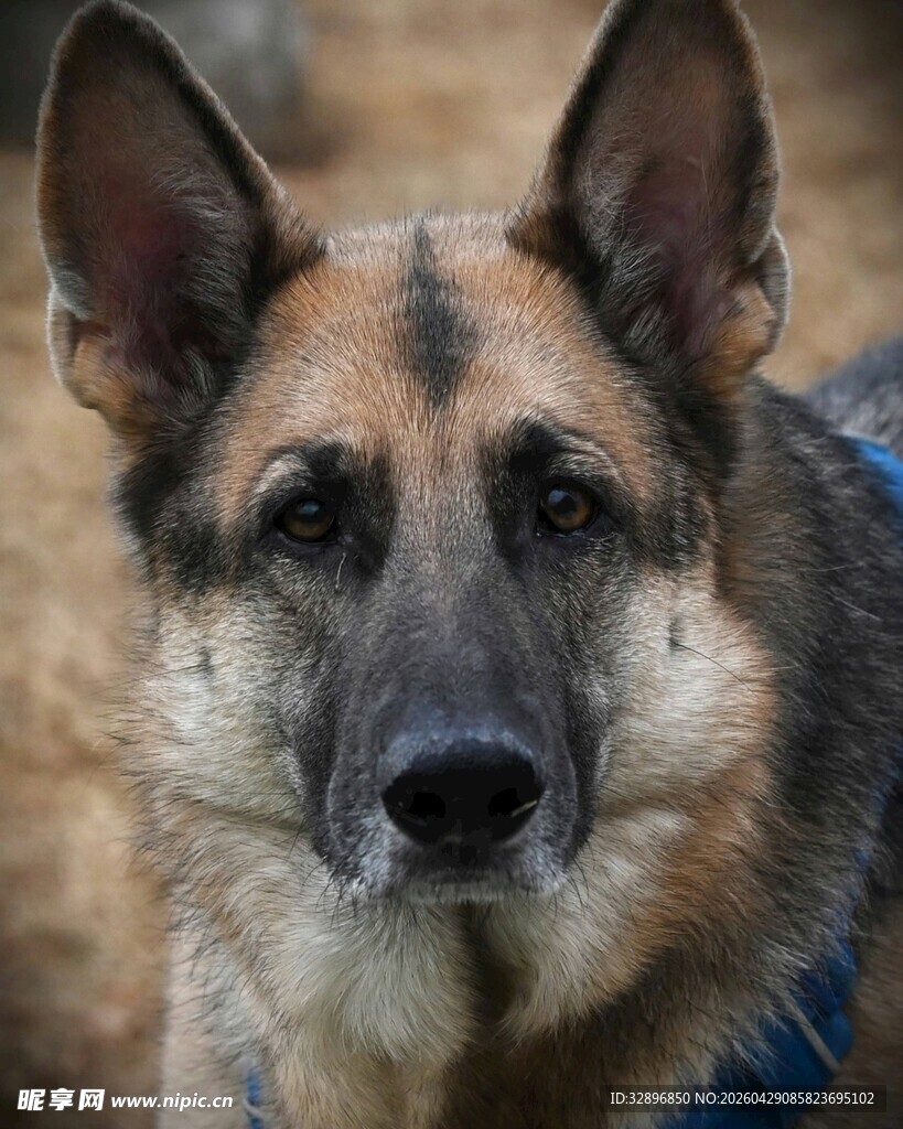 可爱德国牧羊犬近景特写