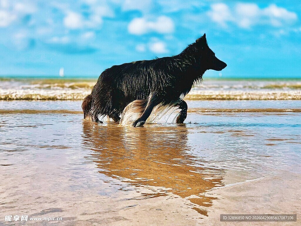 黑狗在海边沙滩上奔跑
