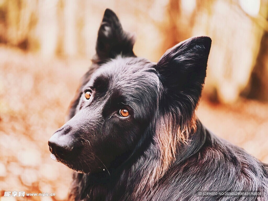 黑犬林中侧头凝望