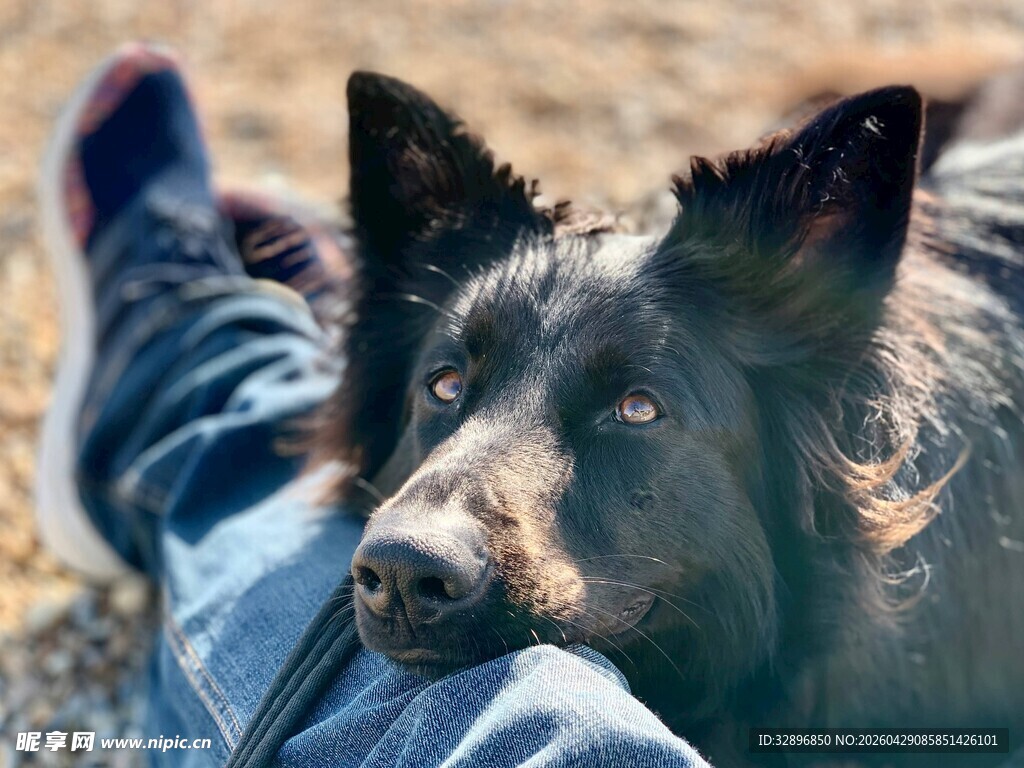 人与爱犬惬意相伴时光