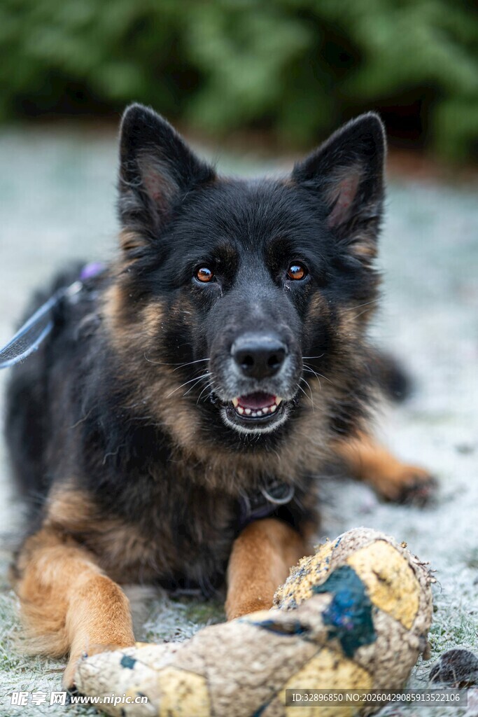 德国牧羊犬与玩具惬意时光