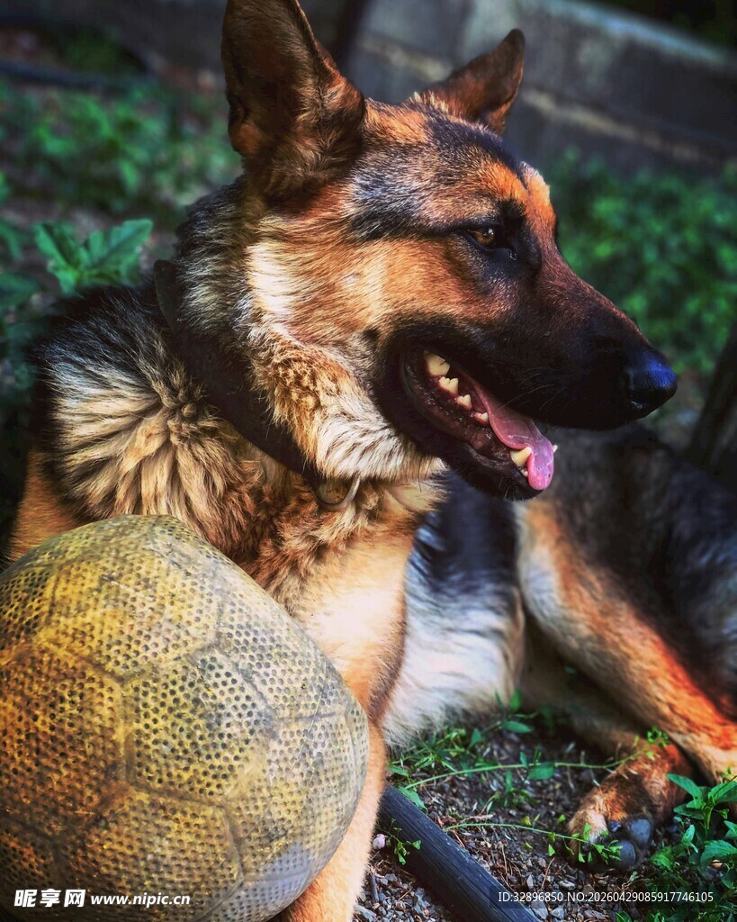 德国牧羊犬与圆球相伴