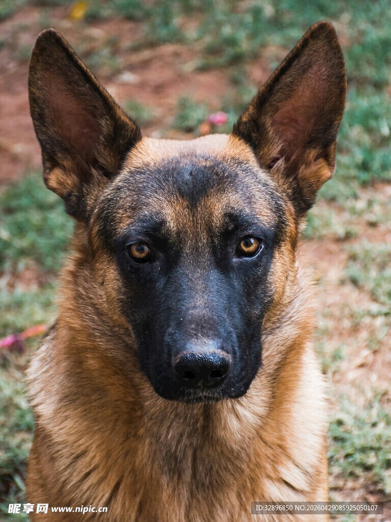 帅气的德国牧羊犬