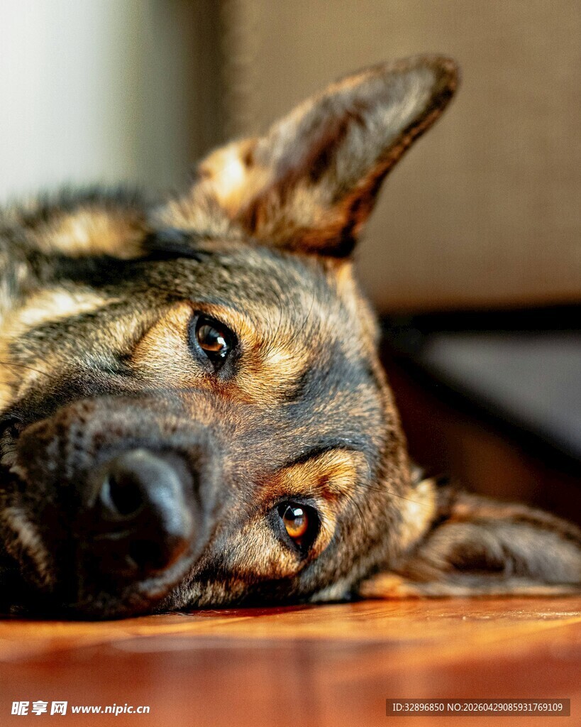 趴着的德国牧羊犬