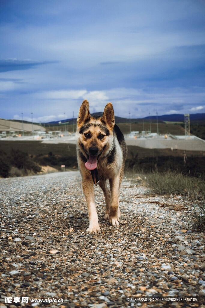 德国牧羊犬在碎石路奔跑