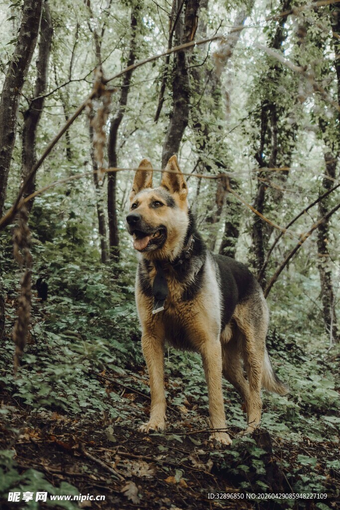森林中站立的帅气德国牧羊犬
