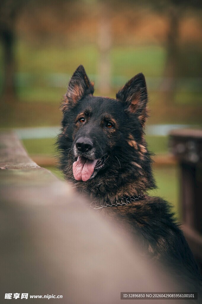 可爱黑犬探头吐舌