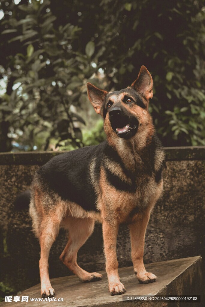 站立的德国牧羊犬