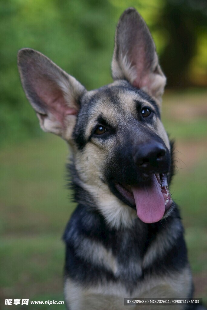 可爱德国牧羊犬吐舌卖萌