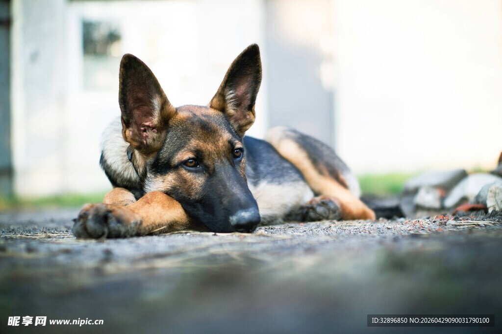 趴着的德国牧羊犬