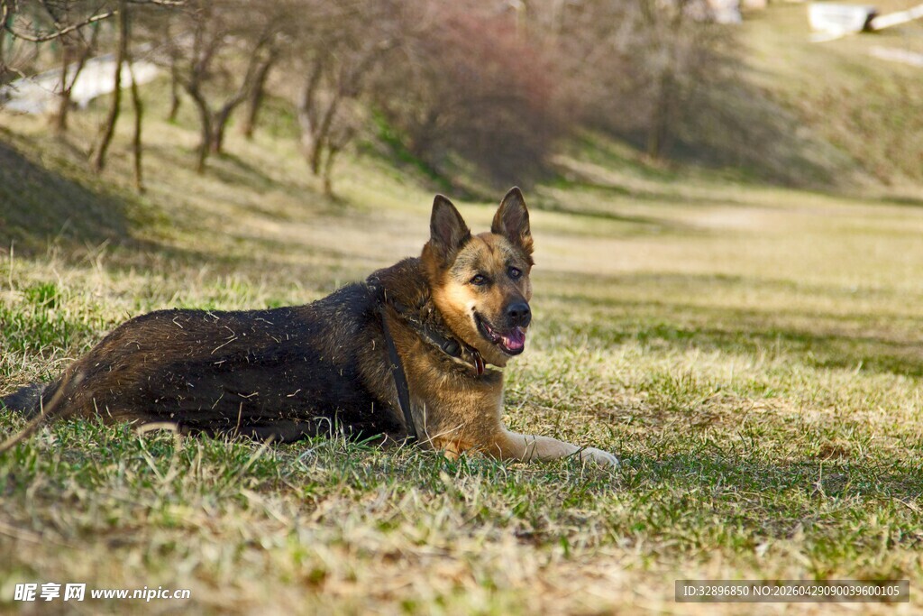 阳光下休憩的德国牧羊犬