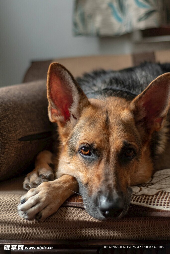 趴着的德国牧羊犬