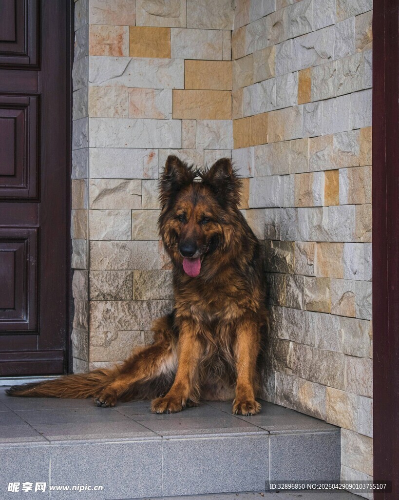 门前的德国牧羊犬
