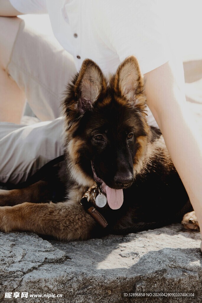 趴卧的帅气德国牧羊犬