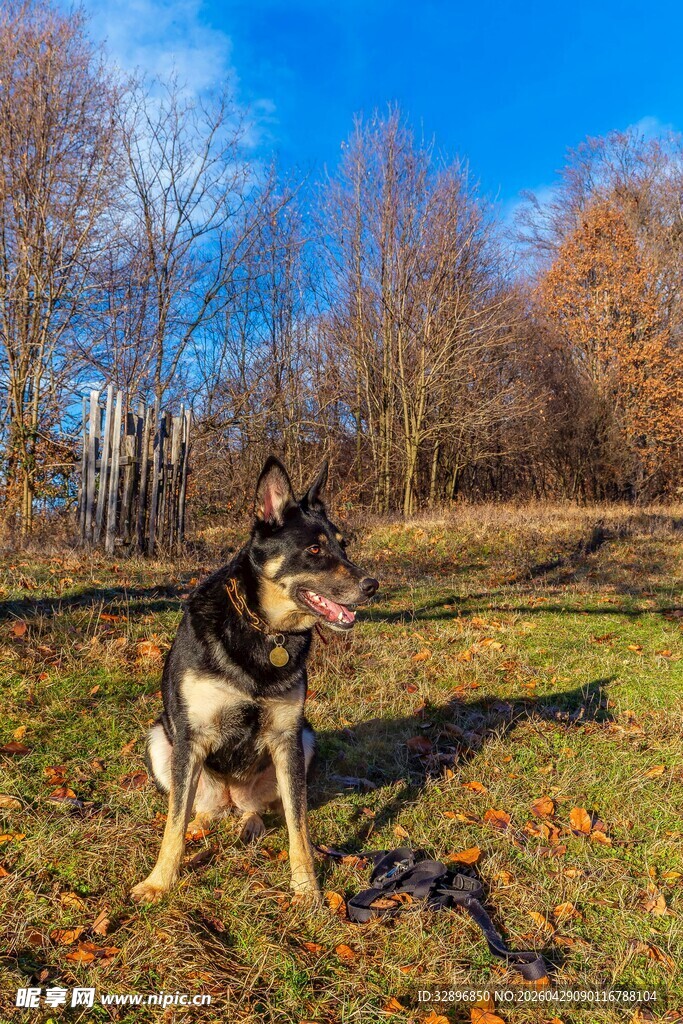 秋日草地的德国牧羊犬