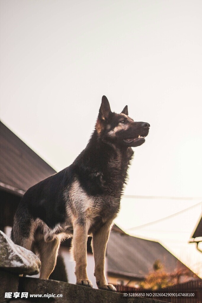 屋顶上的帅气德国牧羊犬
