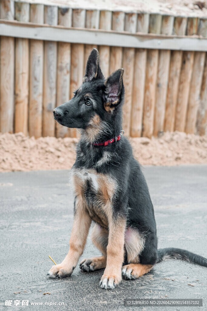 德国牧羊犬幼犬坐地凝望