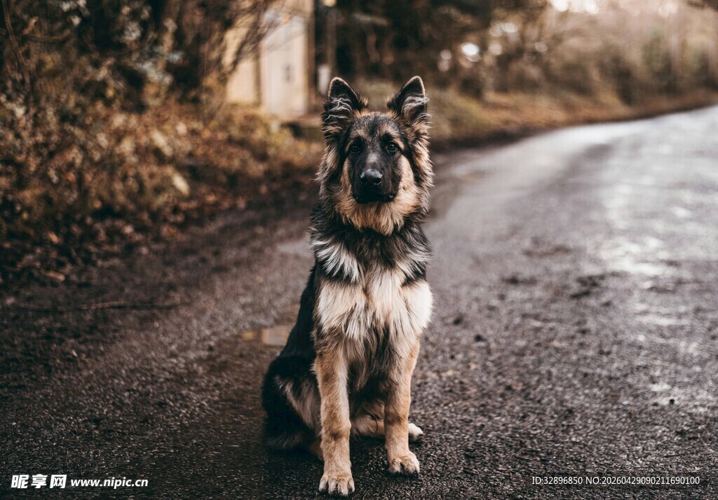 路边端坐的帅气德国牧羊犬