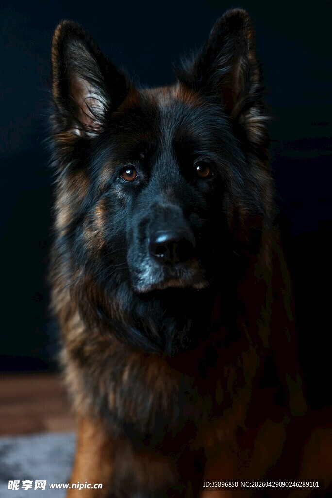 威武德国牧羊犬的特写