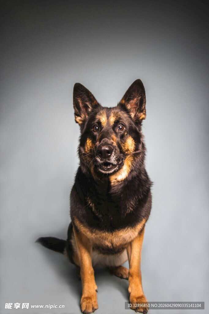 坐立的德国牧羊犬