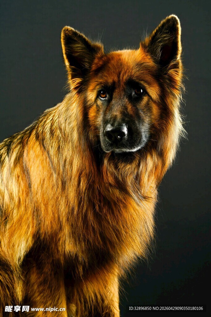 帅气德国牧羊犬特写