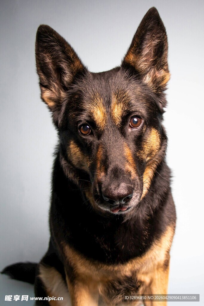 可爱德国牧羊犬正面照