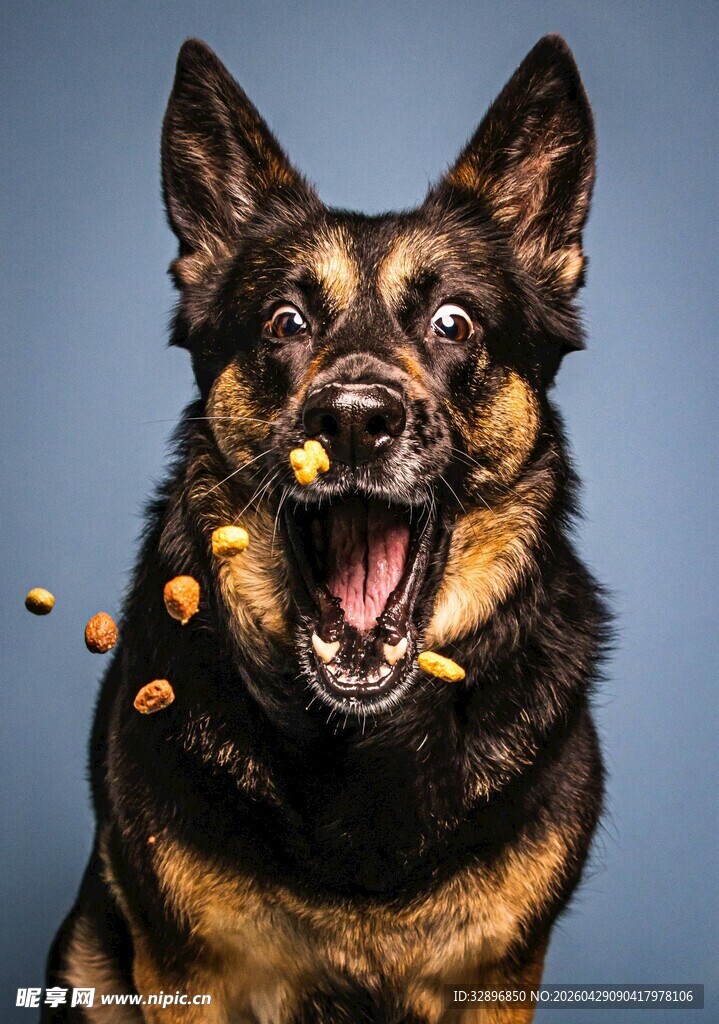 张嘴接食的帅气德国牧羊犬