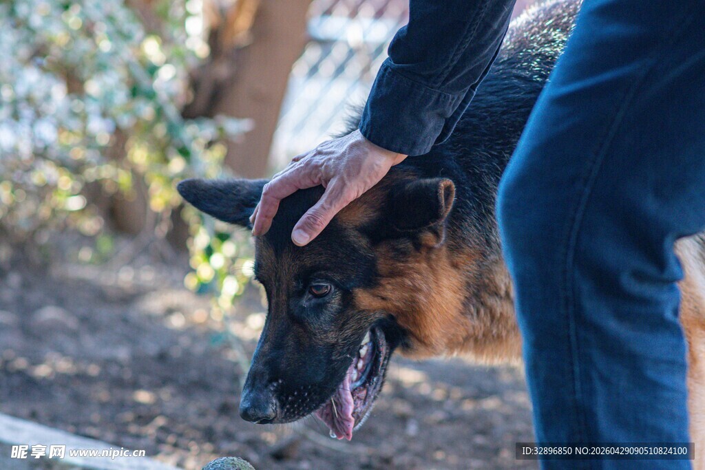 人与德国牧羊犬亲昵互动