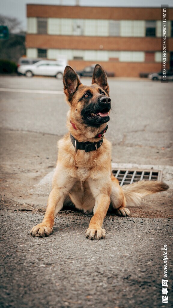 帅气德国牧羊犬坐地休憩