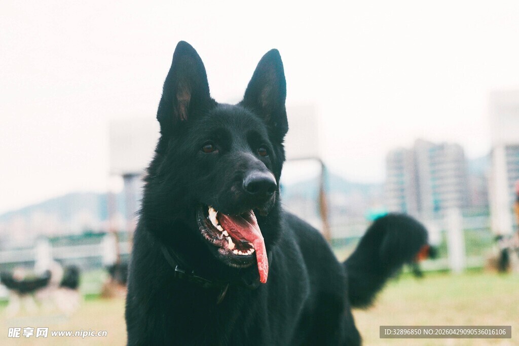 草地边的帅气黑犬