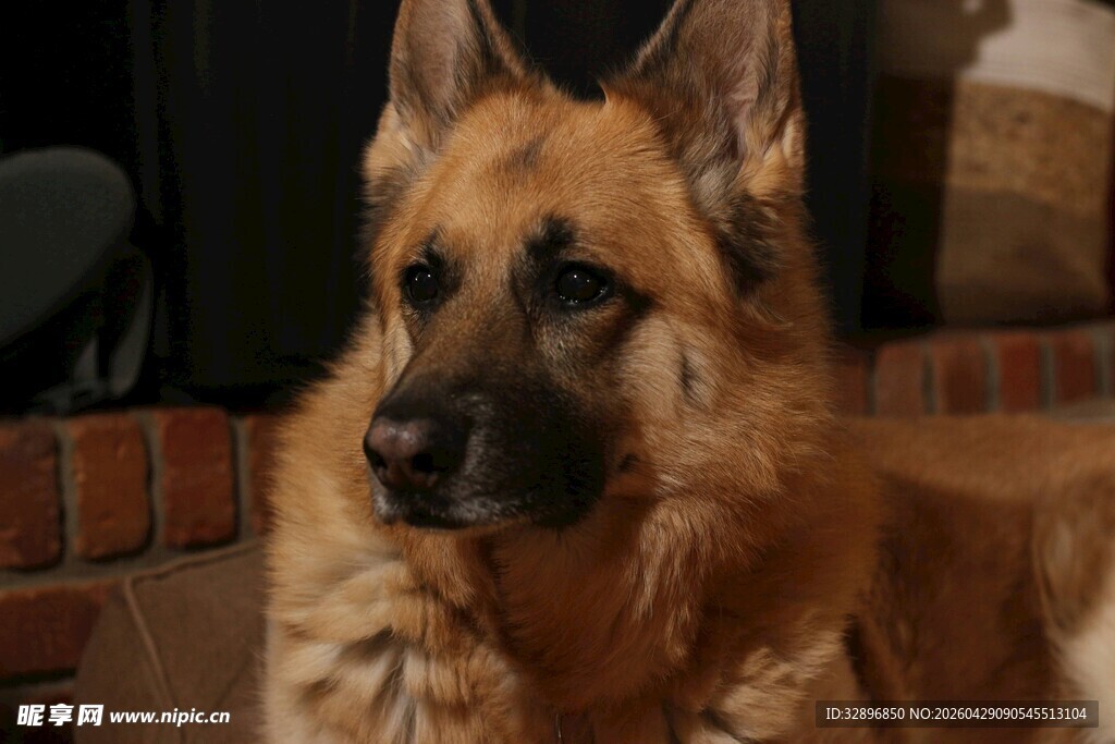 威武德国牧羊犬特写