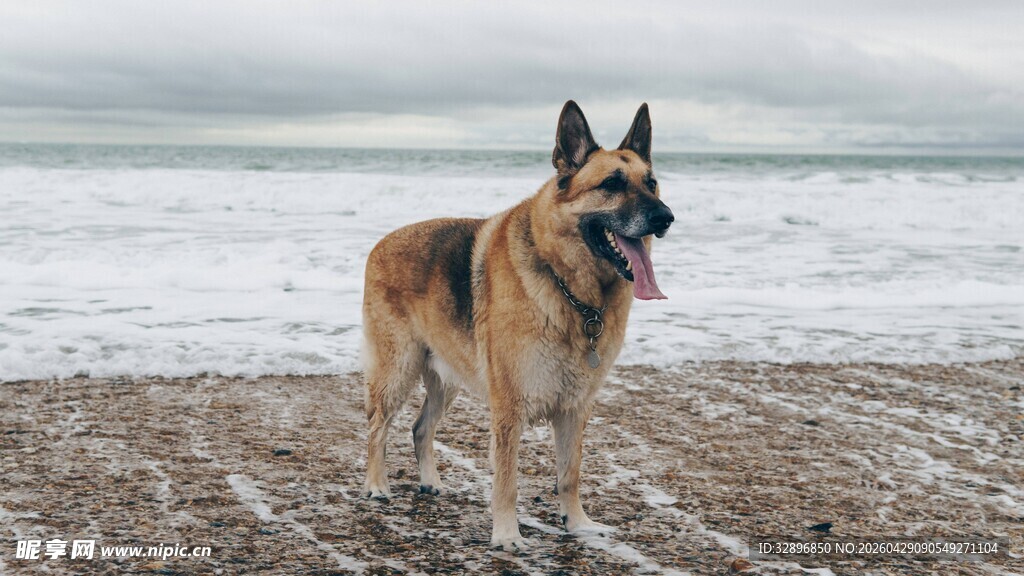 海边站立的帅气德国牧羊犬