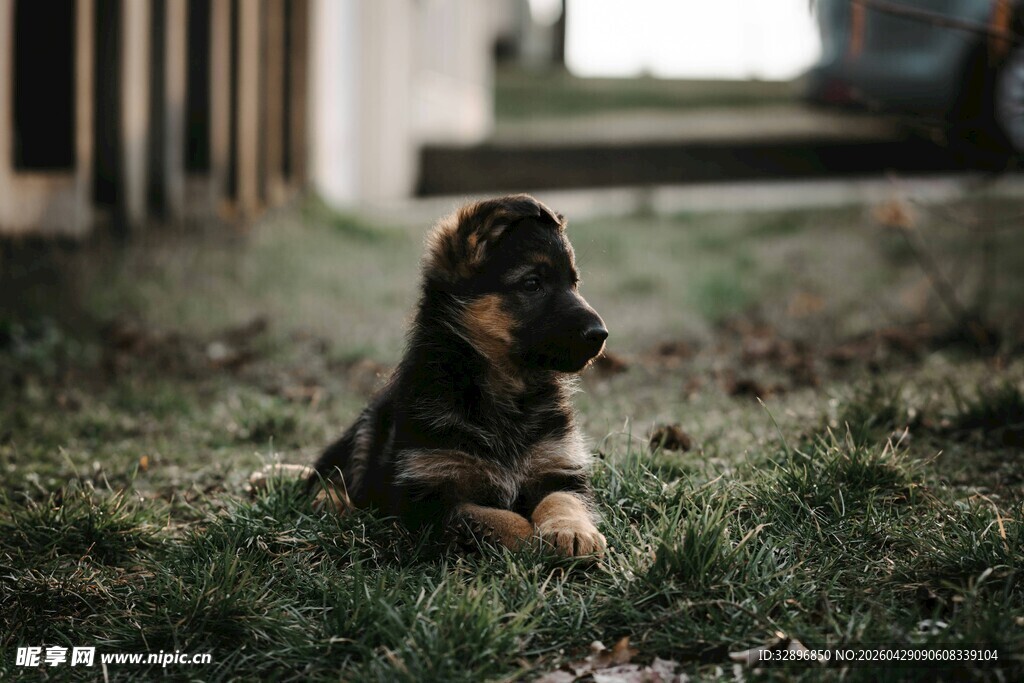 草地上的可爱小德国牧羊犬