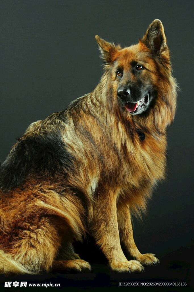 坐立的德国牧羊犬