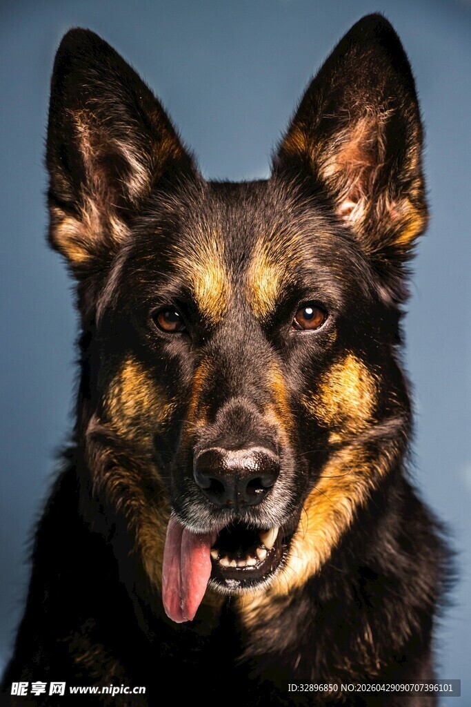 可爱德国牧羊犬吐舌卖萌