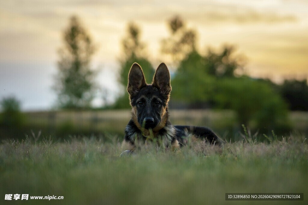 夕阳下的德国牧羊犬