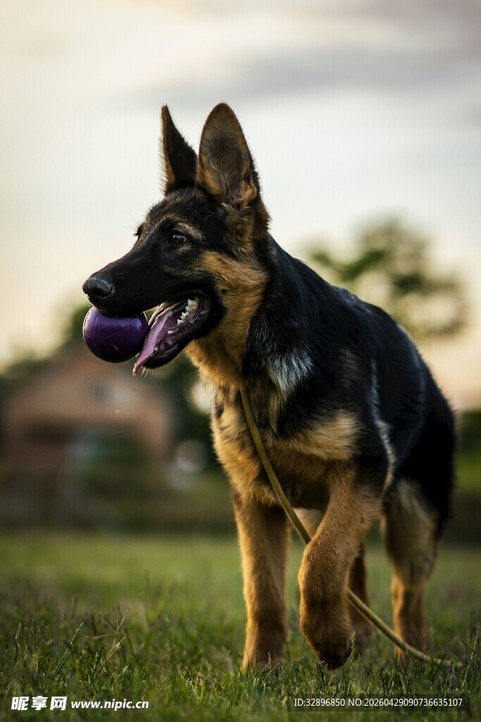 德国牧羊犬在草地奔跑