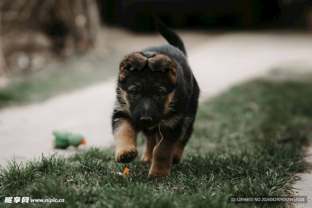 草地上的可爱幼犬