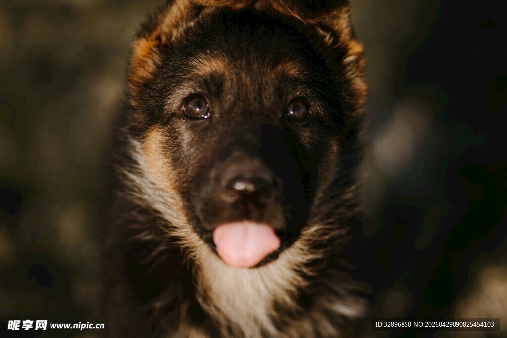 可爱德国牧羊犬吐舌卖萌