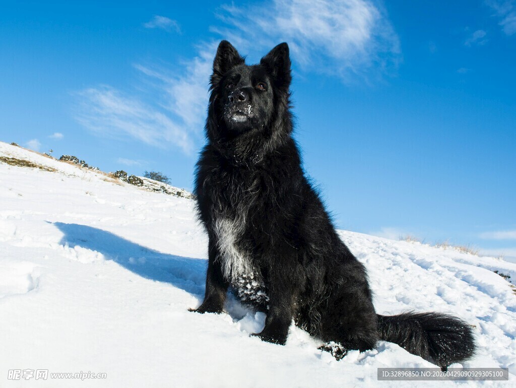 雪地中坐立的黑犬