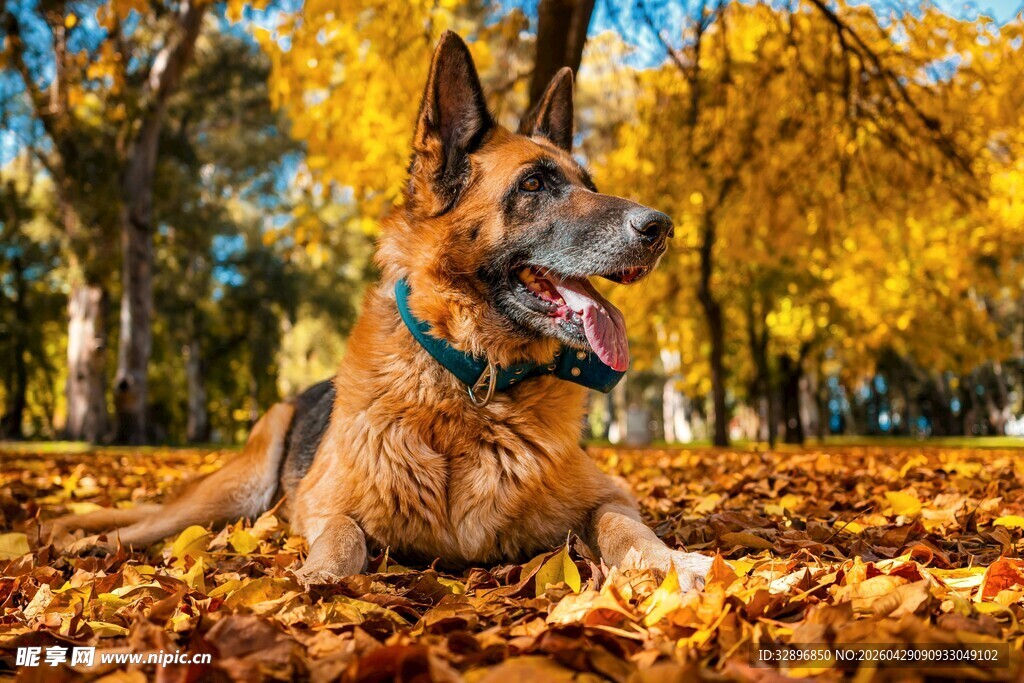 秋日金毛犬惬意躺于落叶中