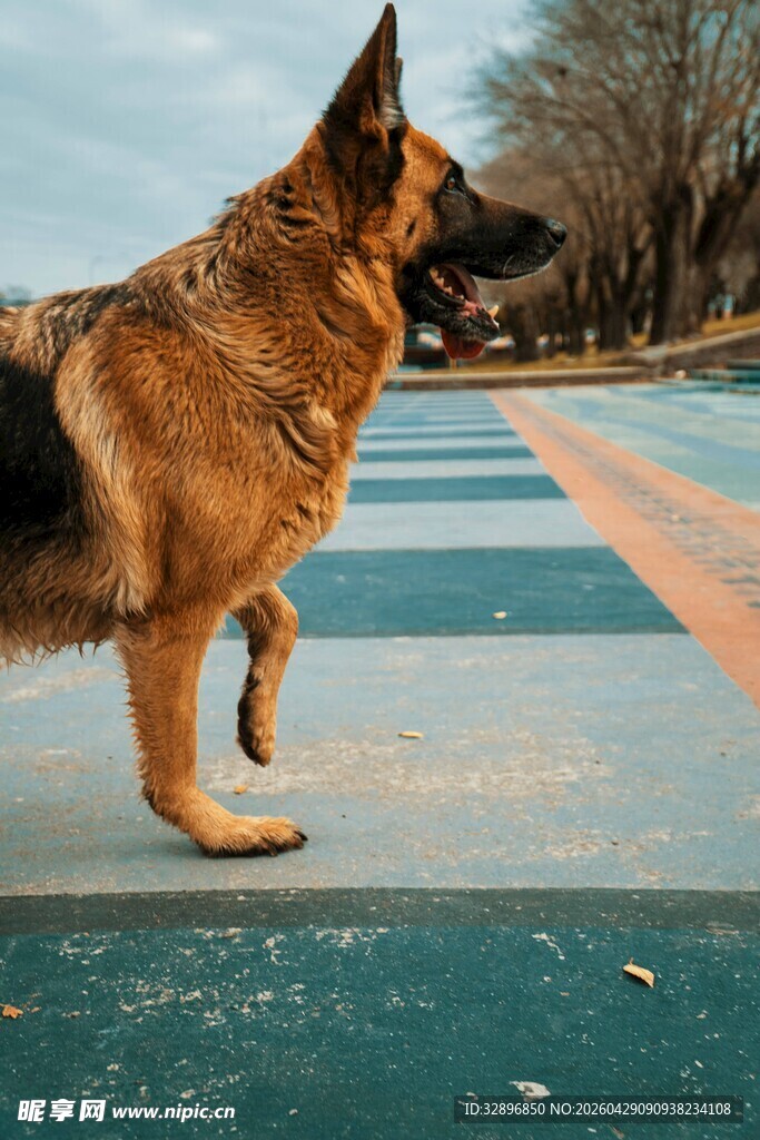 德国牧羊犬在户外行走