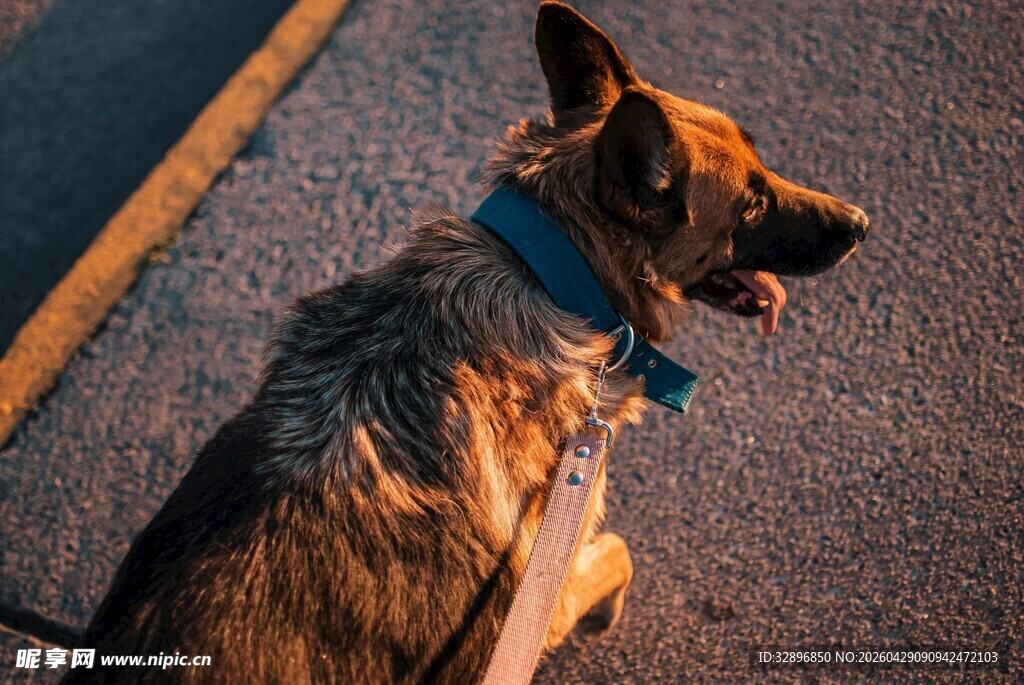 路边的德国牧羊犬