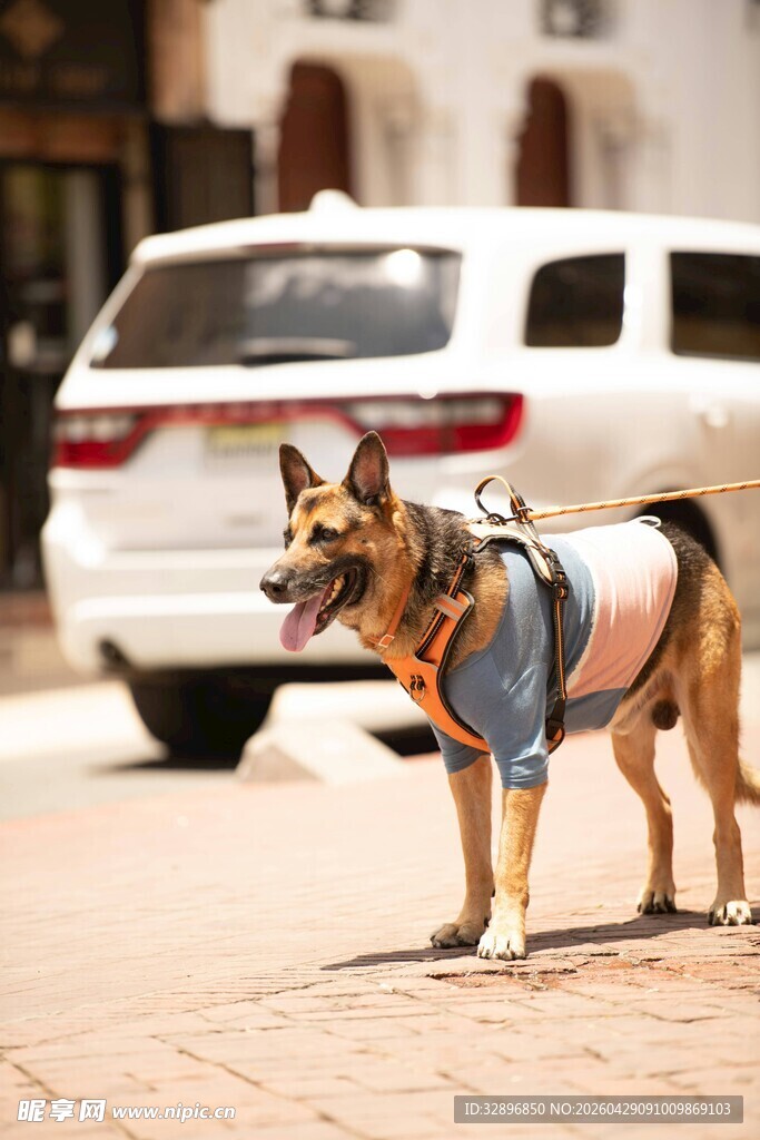 街头帅气穿背心的工作犬