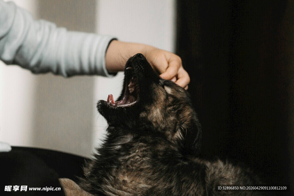 抚摸张嘴犬只瞬间
